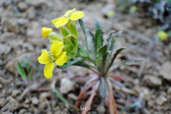 رازهای درمانی خاکشیر از نگاه طب ایرانی