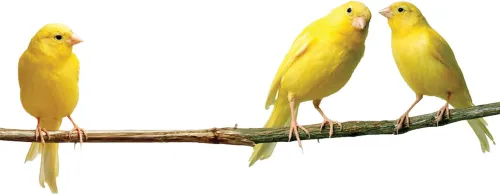 قیمت قناری بسته به رنگ و هیکل و صدای خوش تا یک میلیاردتومان هم می رسد