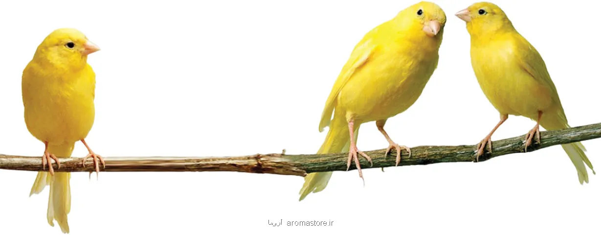 قیمت قناری بسته به رنگ و هیکل و صدای خوش تا یک میلیاردتومان هم می رسد