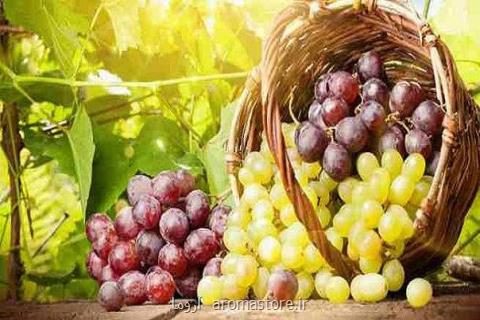 انگور به پیشگیری از سرطان ریه كمك می نماید