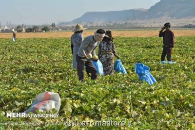 كنترل آبیاری مزارع برای ۸ محصول كشاورزی تبیین شد